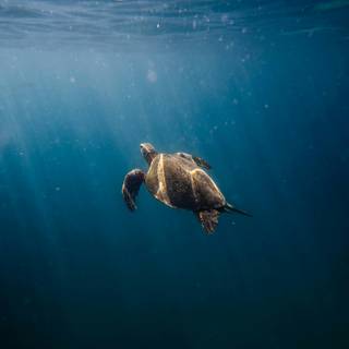 4k sea turtle wallpaper