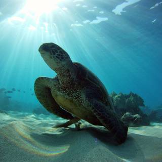 4k sea turtle wallpaper