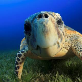 4k sea turtle wallpaper