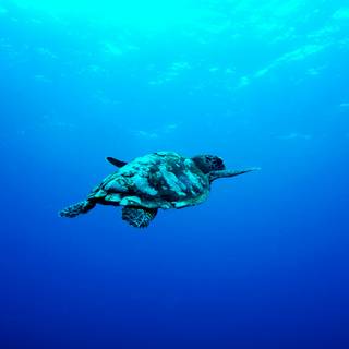 4k sea turtle wallpaper