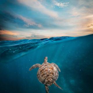 4k sea turtle wallpaper