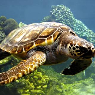 Turtle laptop wallpaper