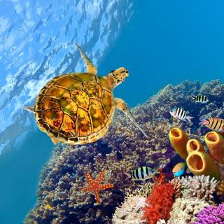 4k sea turtle wallpaper