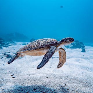 4k sea turtle wallpaper