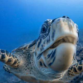 4k sea turtle wallpaper