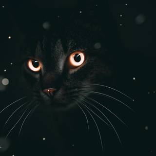 Cats 4k PC wallpaper