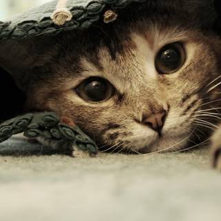 Cats 4k PC wallpaper