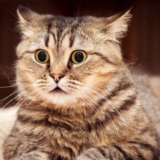 Cats 4k PC wallpaper