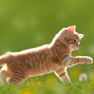 Cats 4k PC wallpaper