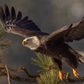 Eagle desktop 4k wallpaper