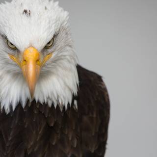 Eagle desktop 4k wallpaper