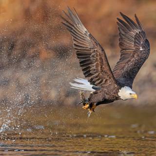 Eagle desktop 4k wallpaper