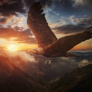 Eagle desktop 4k wallpaper