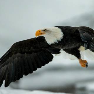 Eagle desktop 4k wallpaper