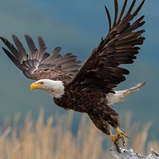 Eagle desktop 4k wallpaper