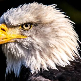 Eagle desktop 4k wallpaper