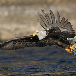 Eagle desktop 4k wallpaper