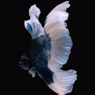 White betta fish wallpaper