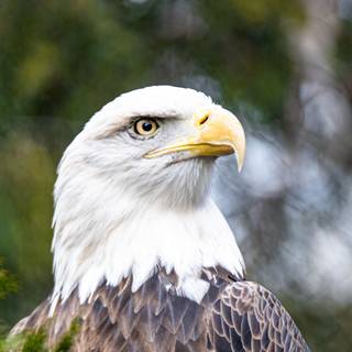 Eagle desktop 4k wallpaper