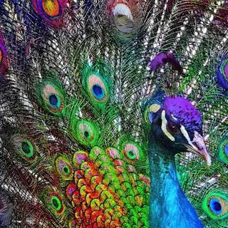 Peacock iPhone wallpaper