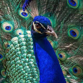 Peacock iPhone wallpaper