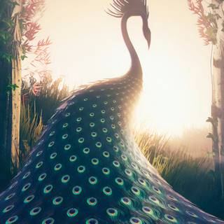 Peacock iPhone wallpaper