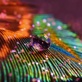 Peacock iPhone wallpaper