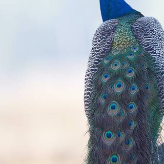 Peacock iPhone wallpaper