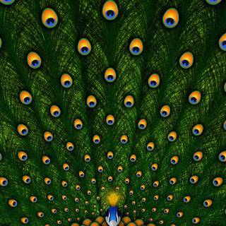 Peacock iPhone wallpaper