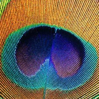 Peacock iPhone wallpaper