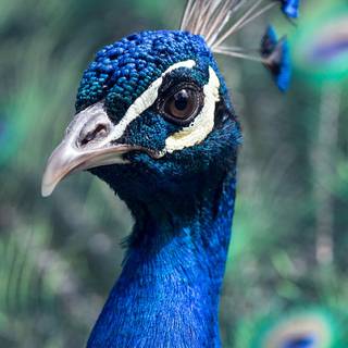 Peacock iPhone wallpaper