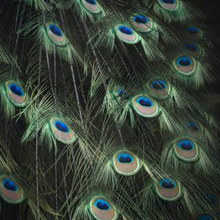 Peacock iPhone wallpaper
