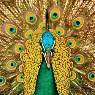 Peacock iPhone wallpaper