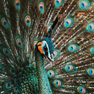 Peacock iPhone wallpaper