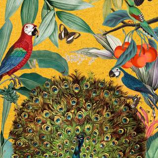 Peacock iPhone wallpaper