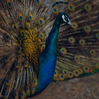 Peacock iPhone wallpaper