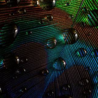 Peacock iPhone wallpaper