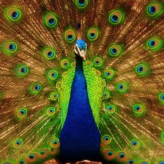 Peacock iPhone wallpaper