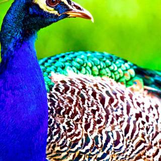 Peacock iPhone wallpaper