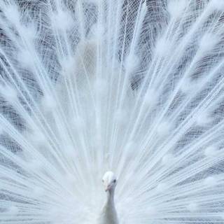 Peacock iPhone wallpaper