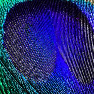 Peacock iPhone wallpaper