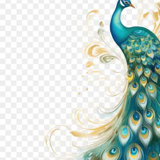 Peacock iPhone wallpaper