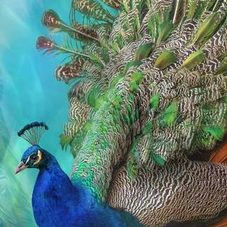 Peacock iPhone wallpaper