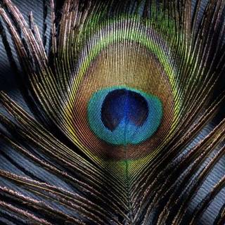 Peacock iPhone wallpaper