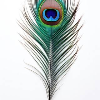 Peacock iPhone wallpaper