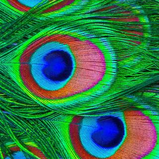 Peacock iPhone wallpaper