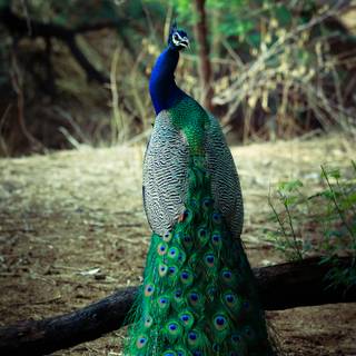 Peacock iPhone wallpaper