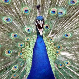 Peacock iPhone wallpaper