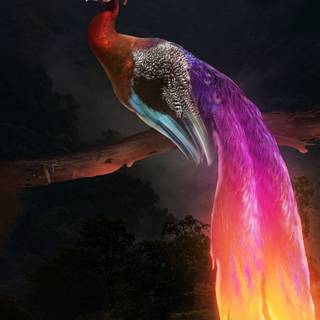 Peacock iPhone wallpaper