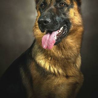 German Shepherd phone wallpaper